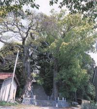 すさのお神社社叢 参道部