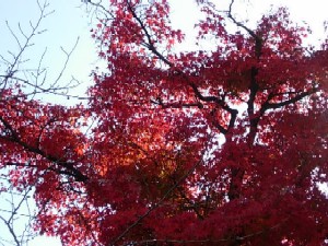 児童室の外の木々