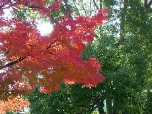 児童室の外の木々