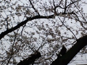 図書館の桜