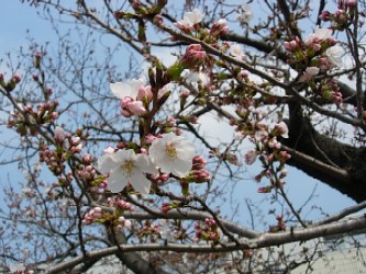 図書館の桜