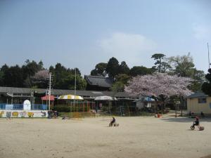 園庭の満開の桜のの画像