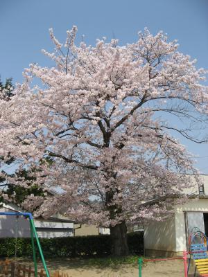 今年は遅めの満開で咲き誇っている画像