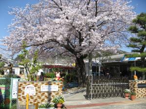 園の入り口の満開の桜の木の画像