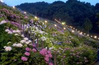 形原温泉あじさいまつり