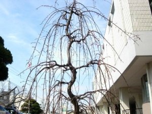 図書館のしだれ梅