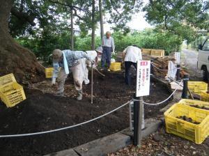 樹勢回復のための土壌改良作業中