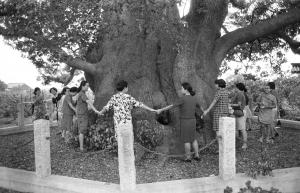 幹周りを囲む（昭和44年）の画像