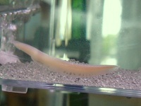 ナメクジウオ