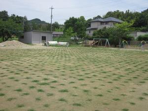 園庭に芝生が広がってきた様子