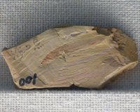 ハイコウイクチス化石写真