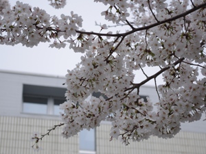 図書館正面の桜　その２