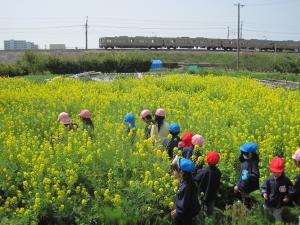 菜の花畑、迷路みたい！