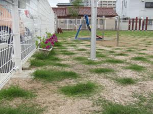 大きく生長している芝生