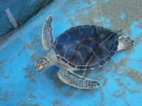 竹島水族館の画像１