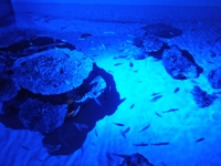 竹島水族館の画像３