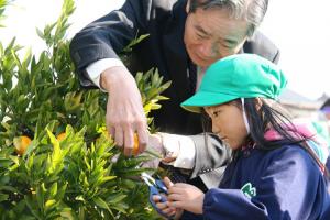 平成２５年１２月２日（家康公お手植えみかん収穫）の画像