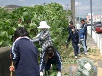 通学路の草刈り