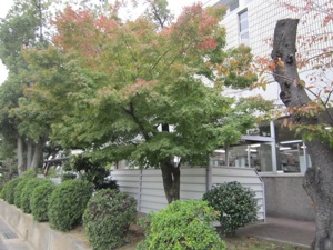 紅葉