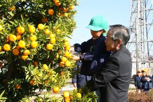 平成２６年１２月８日（家康公お手植えみかんの収穫）