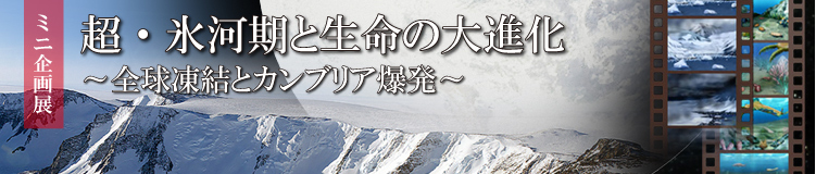 ミニ企画展「超・氷河期と生命の大進化～全球凍結とカンブリア爆発～」