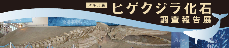 パネル展「ヒゲクジラ化石調査報告展」