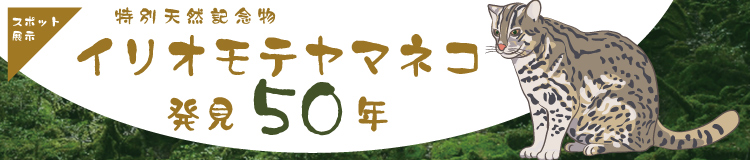 スポット展示　「特別天然記念物　イリオモテヤマネコ発見50年」