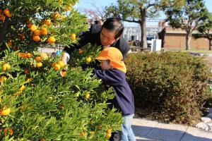 平成２７年１２月７日（徳川家康公お手植えみかん収穫）の画像