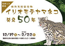 スポット展示　特別天然記念物　イリオモテヤマネコ発見50年