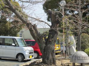 図書館正面入り口の桜が咲き始めました。