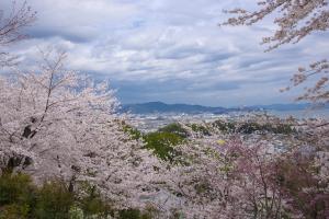 sakura