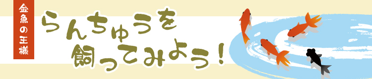 金魚の王様　らんちゅうを飼ってみよう！