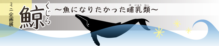 ミニ企画展　「鯨　～魚になりたかった哺乳類～」