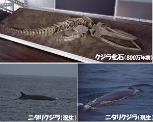 クジラ画像