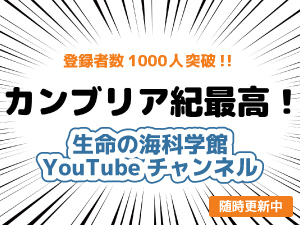 生命の海科学館おうちミュージアム（YouTubeチャンネル）の画像