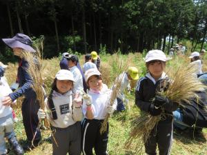 麦刈り